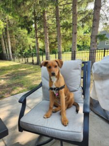 Dogtopia of Latham