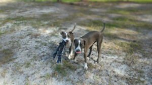 Happy Tails Daycare & Pet Resort