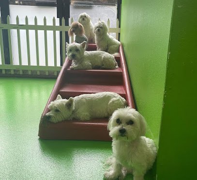 D is for Doggy – Daycare & Grooming