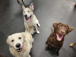 Barks on the Boulevard