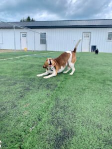 Kristy’s K9 to 5