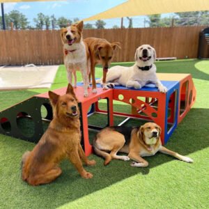 The Dog Play Spot – Boarding, Daycare and Grooming