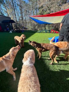 All American Pet Resorts New Bern