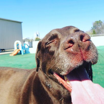One Lucky Pup