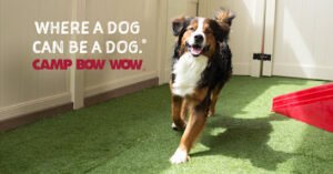 Camp Bow Wow