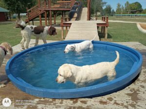 Adventure Mountain for Dogs and Boarding