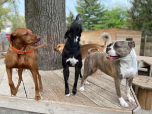 Woofs and Wags Doggy Daycare