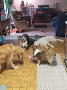 Jenni’s Pet Care