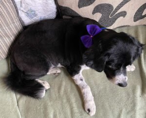 PawsCLE