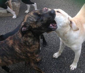 Dogs Rule!