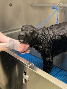 Pampered Pets Bed & Biscuit