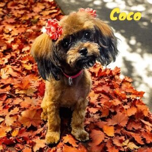 A Doggie Do and Daycare Too LLC-Toledo