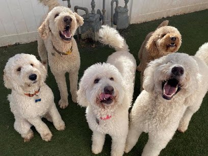 OK Canine Corral West