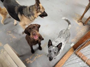 DaisyDuke’s Doggy Resort