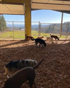 Deweydog’s Dog Daycare and Boarding