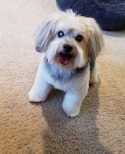 BarkZone Dog Daycare, Grooming & Boarding
