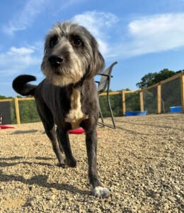 Treasure Lake Bark Park