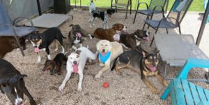 Miss Drew’s Doggy Daycare