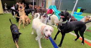 Doggie Playroom in Bloom