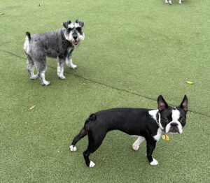 KIWIdogz