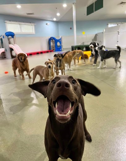 Fuzzy Butts Dog Daycare