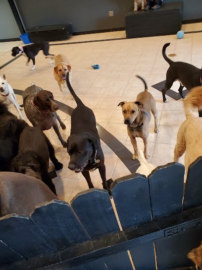 The Barking Lot of Lawrence County