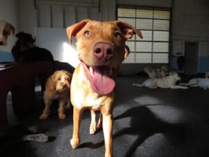 Cubby’s Canine Castle Inc