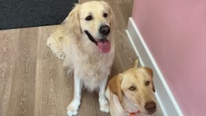 Salty Dog Daycare