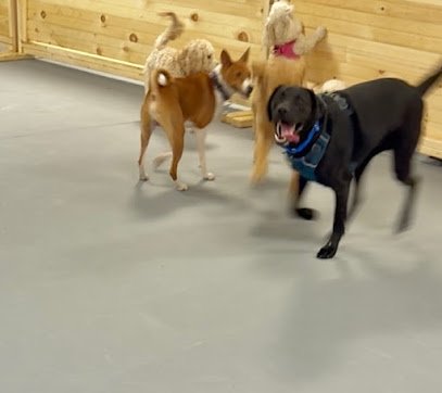 Pavlov’s PlayCare