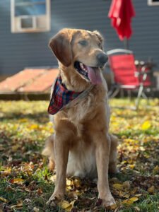 My Lucky Dog Daycare – North Providence