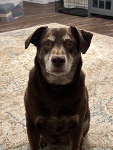 Dog pan alley