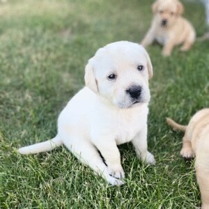 Canine Country Club-Aberdeen