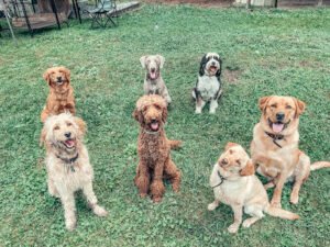 The Dogstead