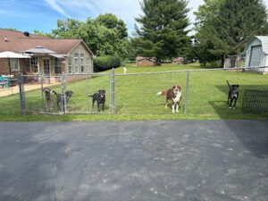 4 Paws Inn