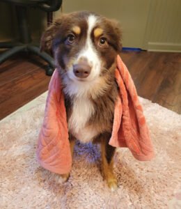 BARK Dog Daycare, Boarding & Grooming