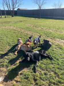 Lutz of Dogs, LLC