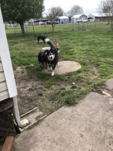 Wag On Tails Dog daycare / Boarding