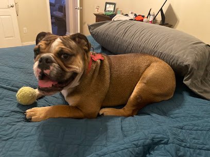 Camp Bow Wow
