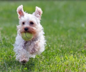 Country Club for Dogs