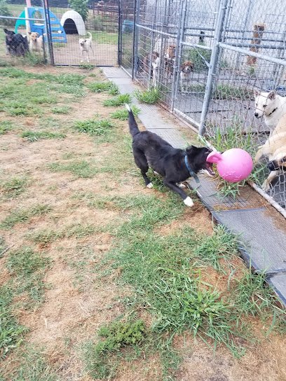 Doggie Day Spa