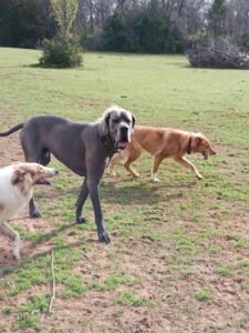 Lucky Dog Ranch