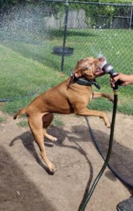Dogs At Dolphins View