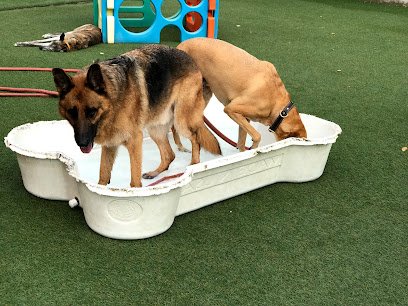 Dogs Rule Resort