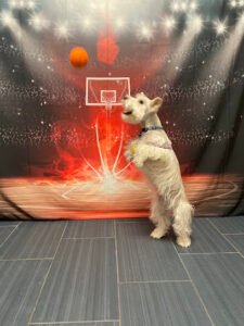 Camp Bow Wow