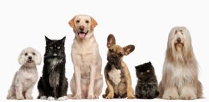 On the Spot Pet Care