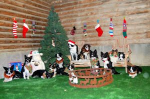Flock ‘n Paws
