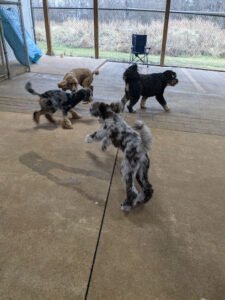 Forest Pet Care