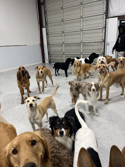 DogTown