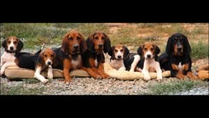 Canine Concierge & Equine, LLC