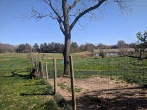 Liberty Hill Pet Resort